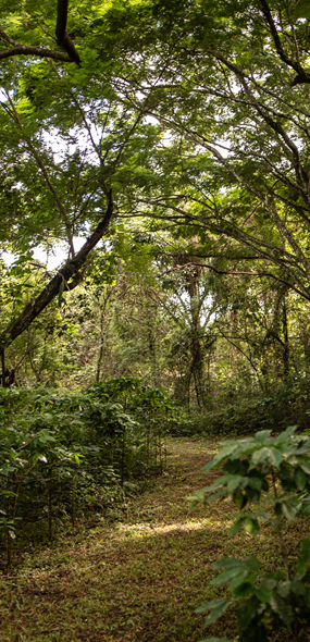 Fazenda Nova